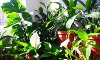 indoor plants for air quality