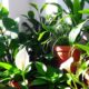 indoor plants for air quality