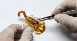 This whole scorpion trapped in 100million year old Burmese amber