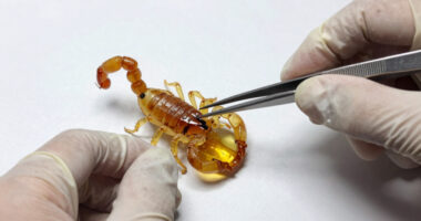 This whole scorpion trapped in 100million year old Burmese amber